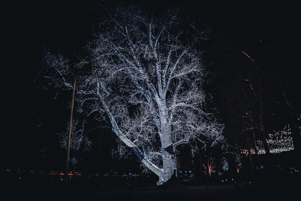 Teemu Määtänen_Atlas tree